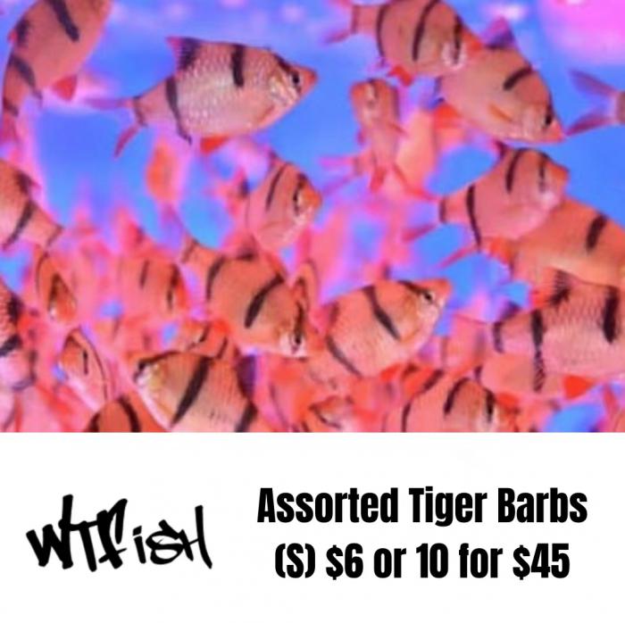 Tiger Barbs, Mollies & Platies available @WTFISH 