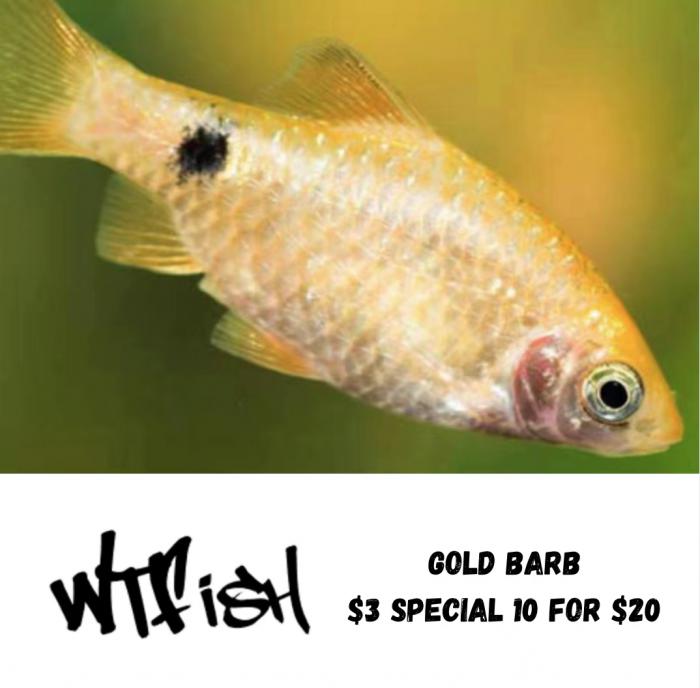 Gold Barbs, Black Phantom & Golden Panchax available @WTFISH