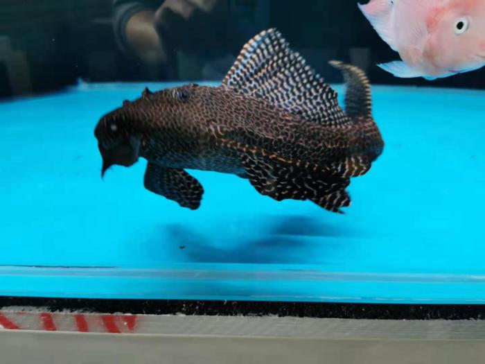 Plecos, Media and Pump For Sale