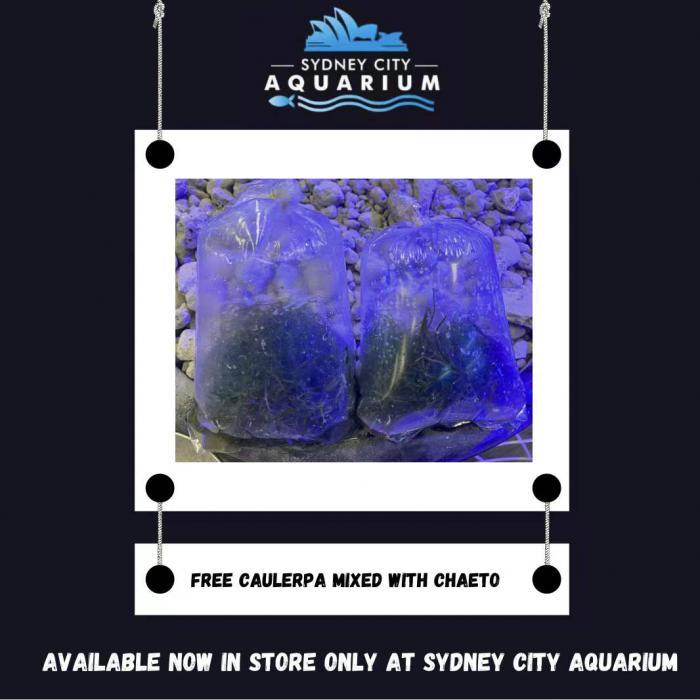 Free Chaeto and Caulerpa at Sydney City Aquarium