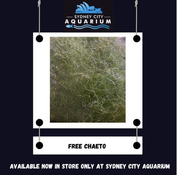 Ignore Previous Ad - Free Chaeto Available Now In Store!