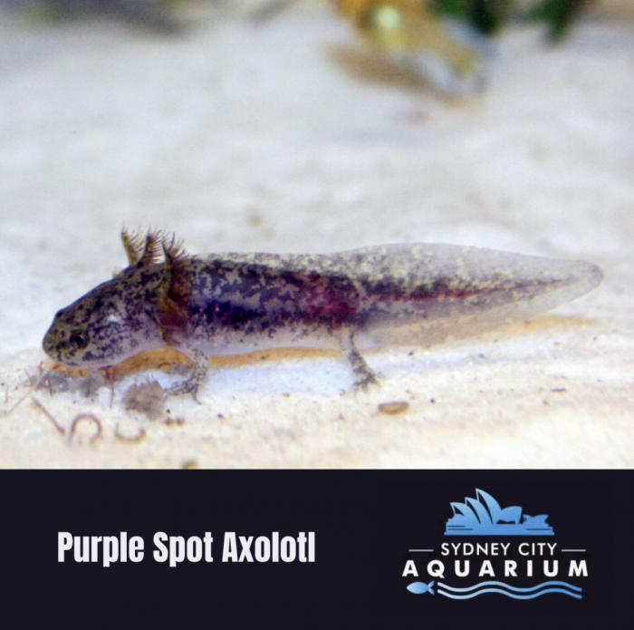 Purple Spot Axolotl Now at WTFish and Sydney City Aquarium!