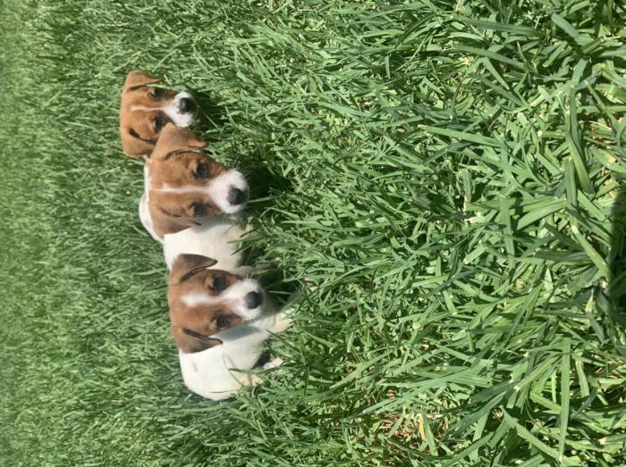 Purebred bobtail Jack Russell puppies 