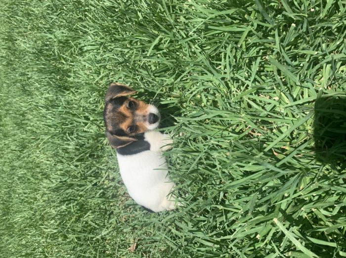 Purebred bobtail Jack Russell puppies 