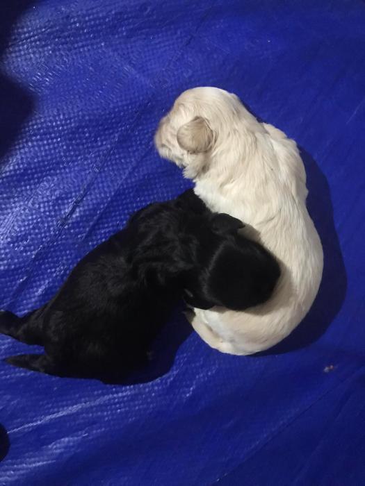  Maltese X Shih-tzu Puppies For Sale