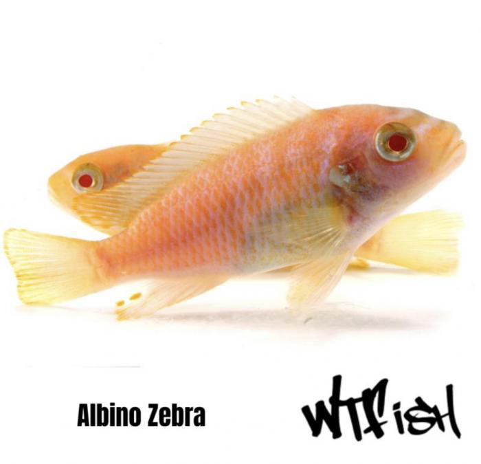 Albino Zebra , Euchilus and Cobalt Blues At WTFISH!