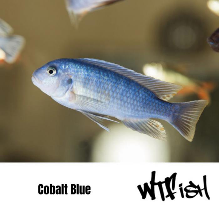 Albino Zebra , Euchilus and Cobalt Blues At WTFISH!