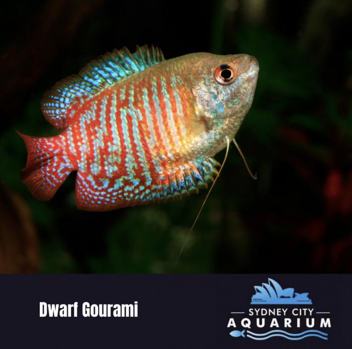 Variety Of Tropical Fish Available at Sydney City Aquarium!