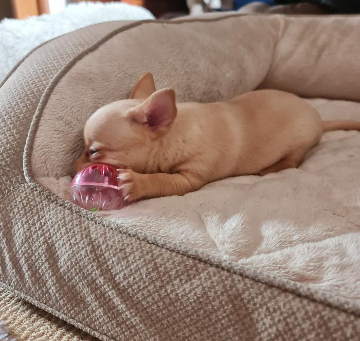 Pure bred Chihuahua pup 