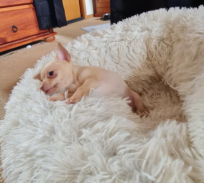 Pure bred Chihuahua pup 