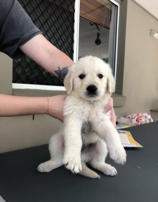 Golden retriever pups $3500