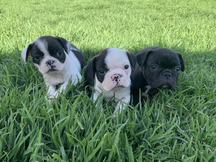 Boston terrier x French bulldog puppies $3500