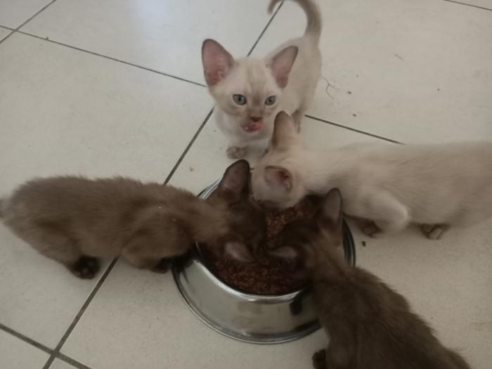 Burmese kittens, purebred.  $1500