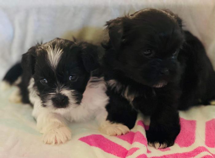 Maltese Shih-Tzu Puppies. 2 beautiful boys. READY NOW 