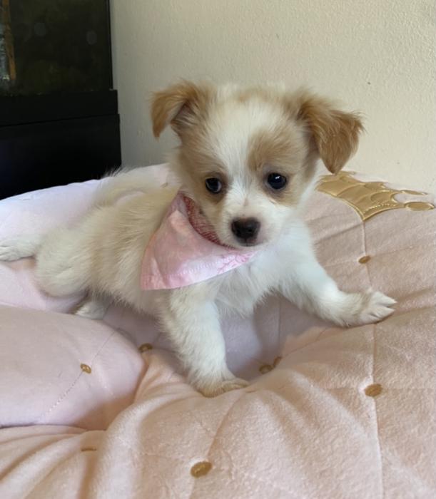 Adorable PomChi Puppy Girl 
