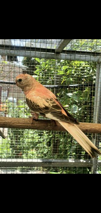 Rosa Bourke Parrots Now Available 