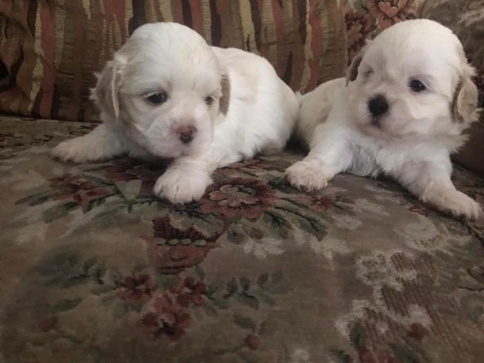  Maltese X Shih-tzu Puppies For Sale