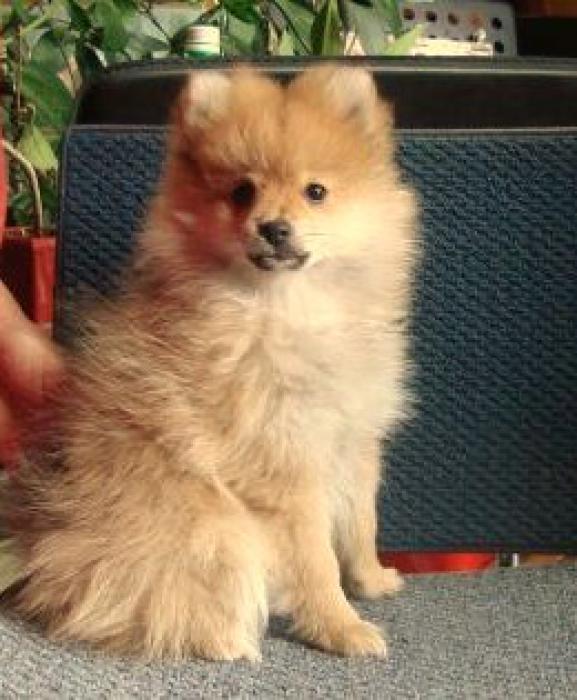 POMERANIAN GORGEOUS PUPPY FOR SALE TO A GREAT LOVING HOME