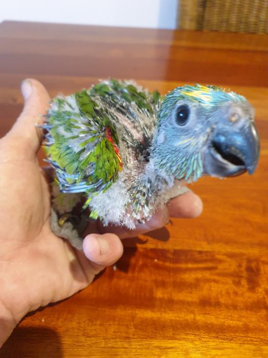 Blue fronted Amazon  for handraising. $900.00