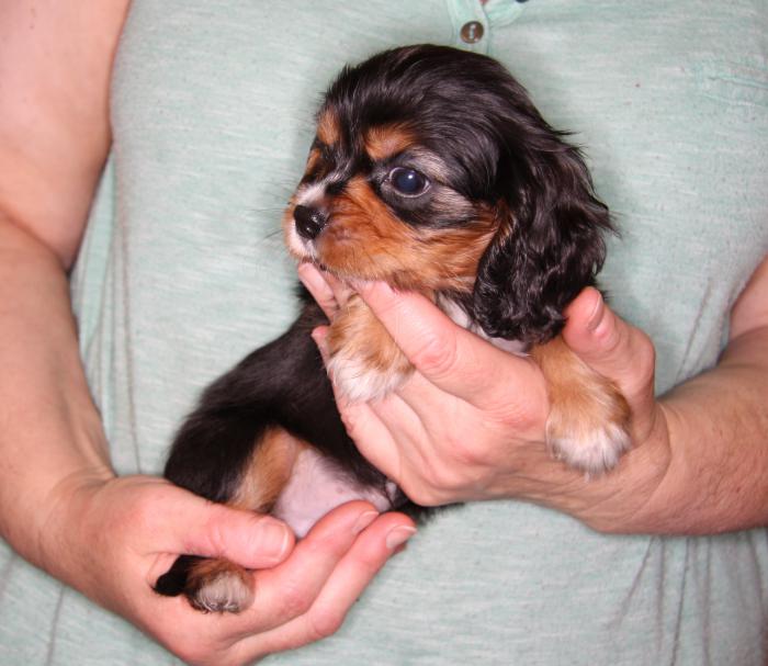 Cavalier King Charles Spanel Male Puppy.