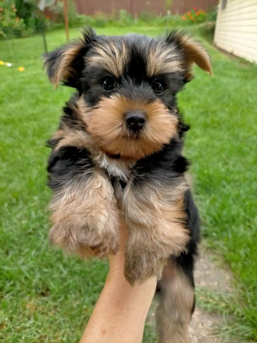 Yorkshire Terrier puppy last one dont miss it.