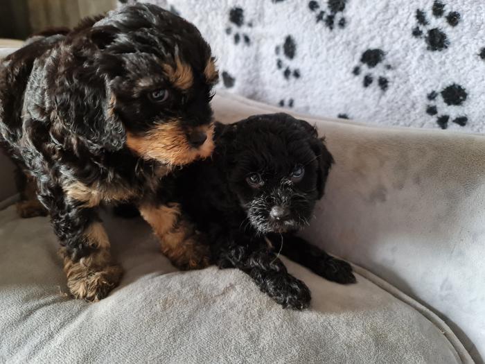 TOY Cavoodle Female Puppies-$4800