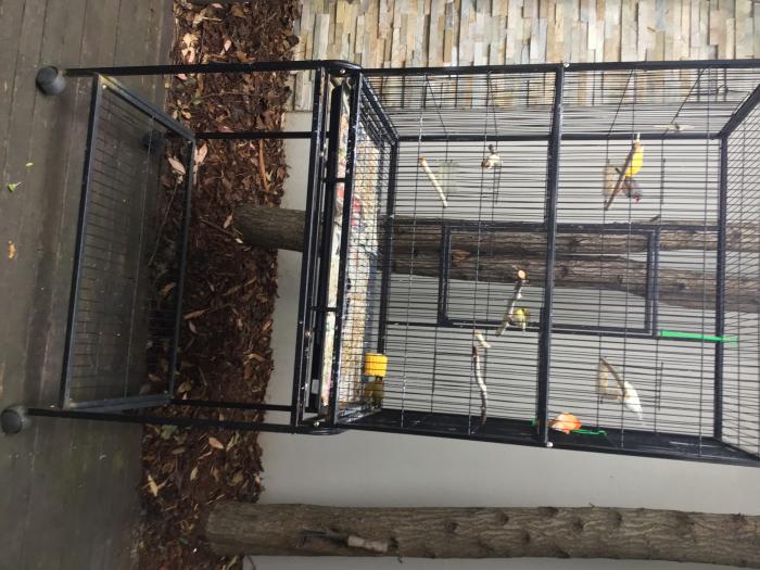 5 x canaries 1 zebra finch $120 the lot includes cage