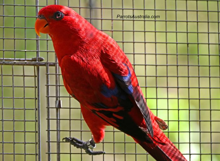SOLD - Stunning Pair of young Moluccan Red Lories For Sale 