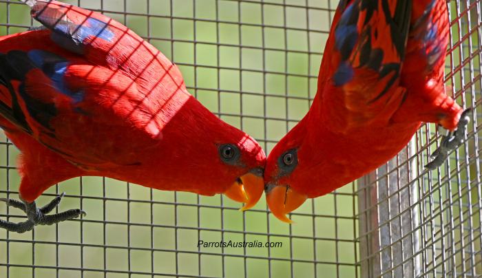 SOLD - Stunning Pair of young Moluccan Red Lories For Sale 