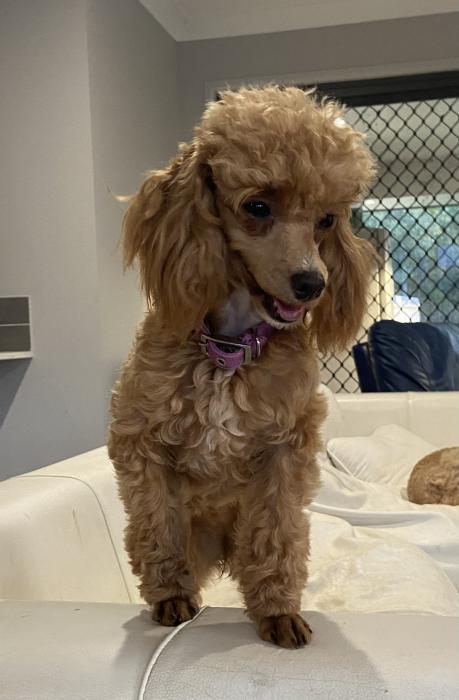 Apricot toy poodle girl