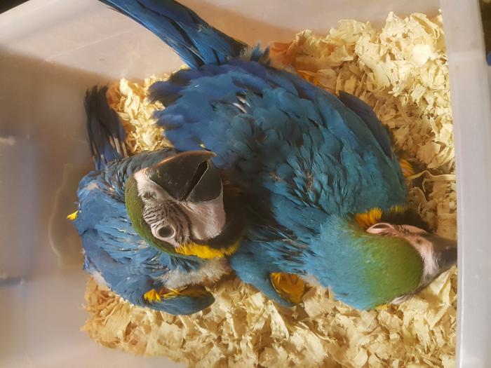 Blue and Gold Macaws Hand Raised 