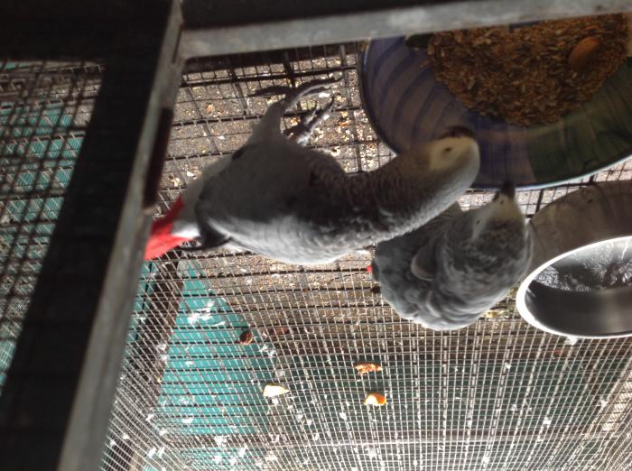 ((. African grey mature pr for quick sale  hen pluck abit  )