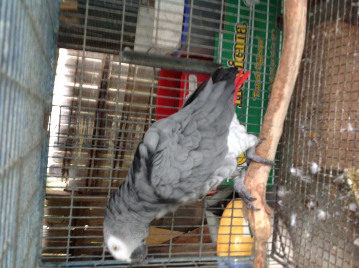 ((((  African grey mature cock for quick sale )))))