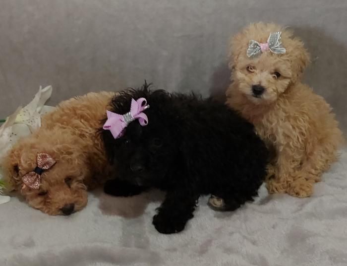 Miniture and Toy Poodles  $3500