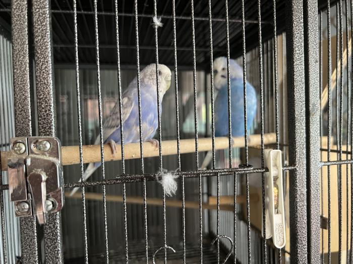 Pair of Breeding Budgies only $20