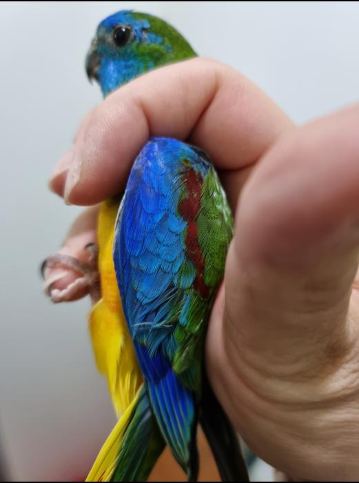 Turks/Turqs/Turquoisine parrots