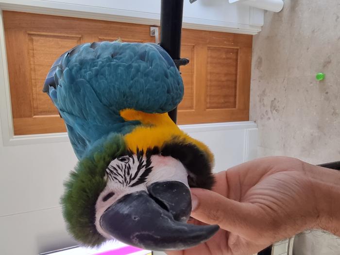 Tamed Blue and gold macaw 