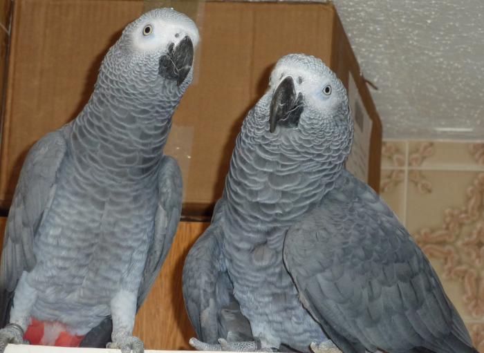 Super Tamed  African Grey Parrots With Cage and Accessories