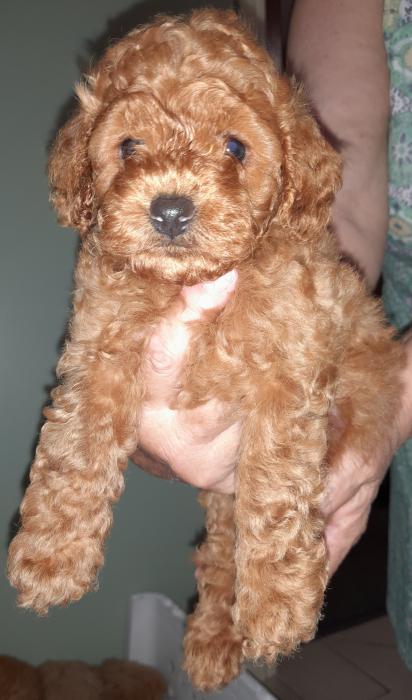 Purebred Toy Poodles - Apricot & Dark Apricot