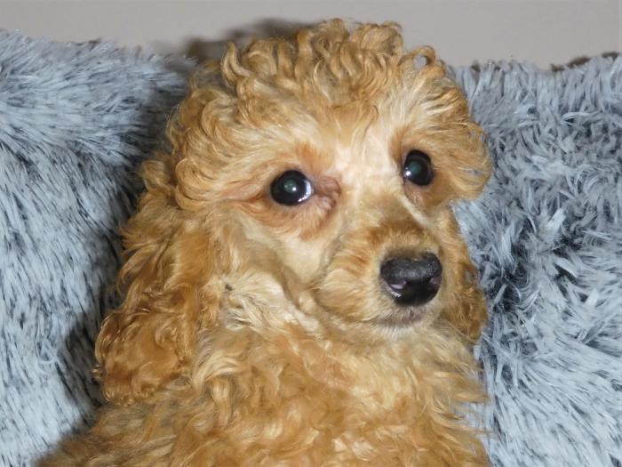 Female toy poodle $3750