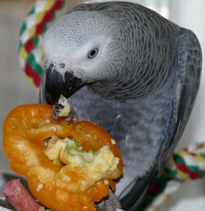 Female African Grey Parrot for sale 