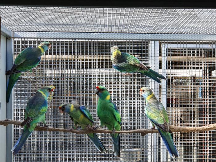 Mallee Ringnecks - Young Pairs
