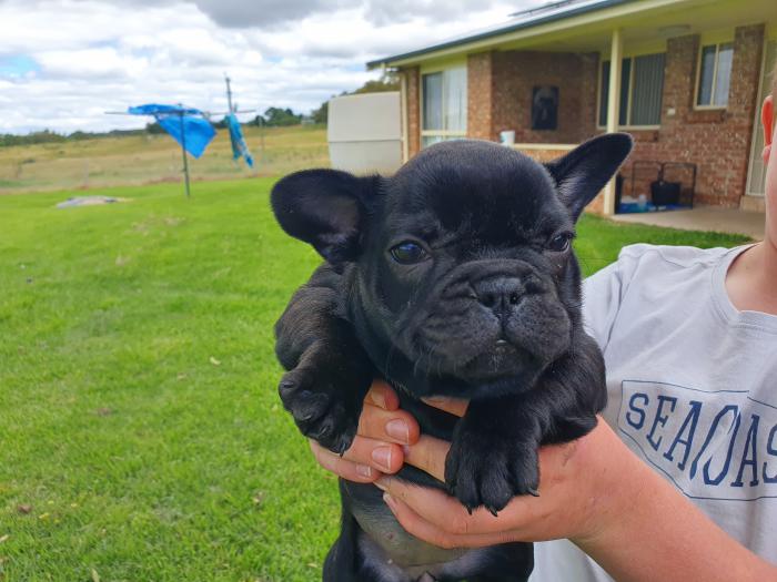 French Bulldog puppies $4800