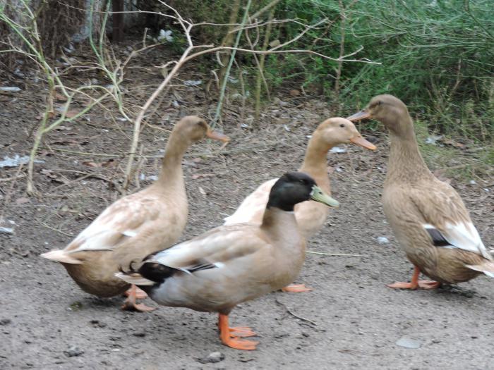 Khaki campbell ducks  x 3 females + 1 male