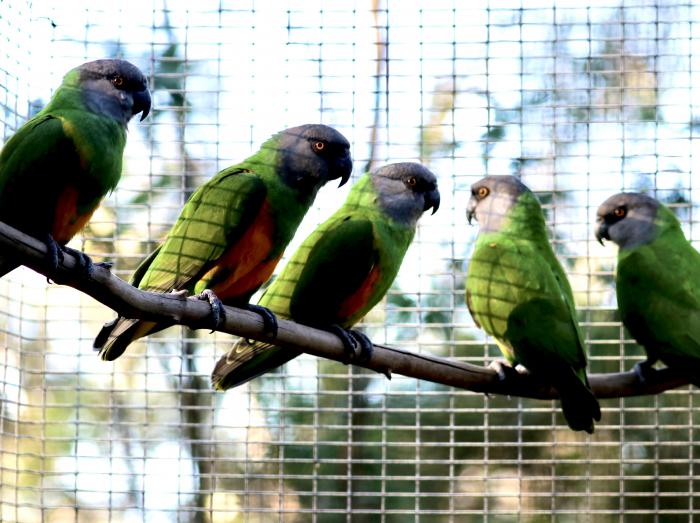 Senegal Parrot Young Parent-reared Male - AUS DAY SALE 