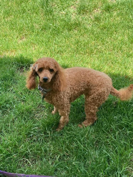 Adult Female Toy Poodle
