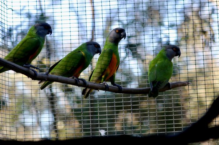Senegal Parrot Proven Pair - AUS DAY SALE