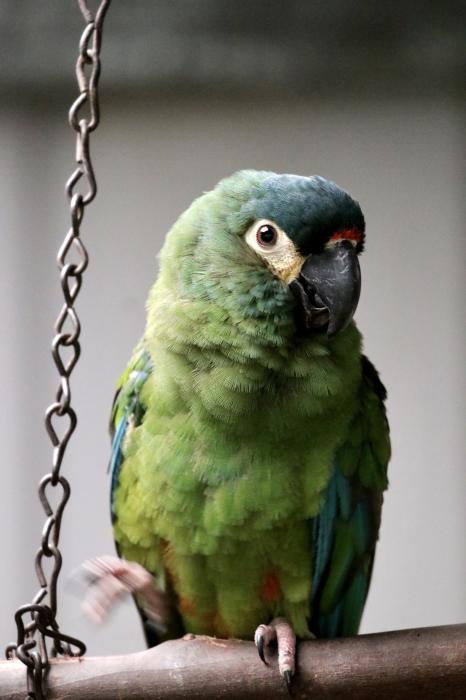 Illigers Macaw Young Male - AUS DAY SALE 