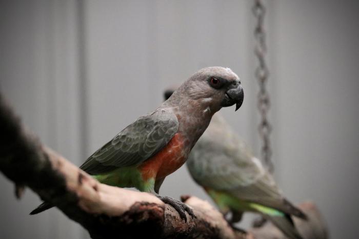 Red-bellied Parrot Unrelated Pair - AUS DAY SALE