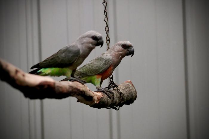 Red-bellied Parrot Unrelated Pair - AUS DAY SALE